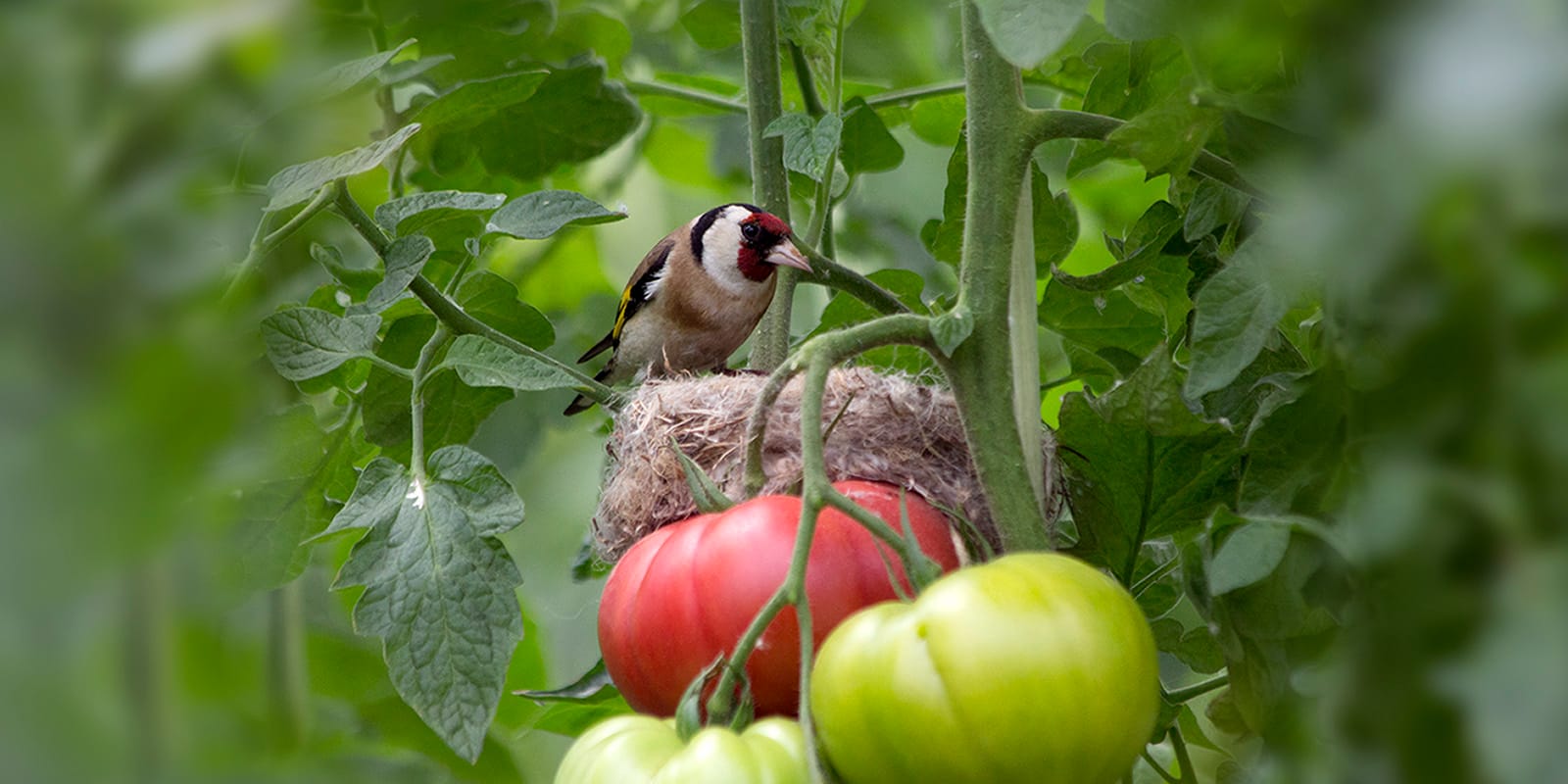 cuanto cuesta el tomate cherry