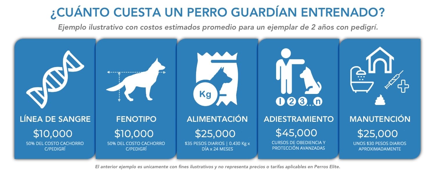 cuanto cuesta entrenar un perro
