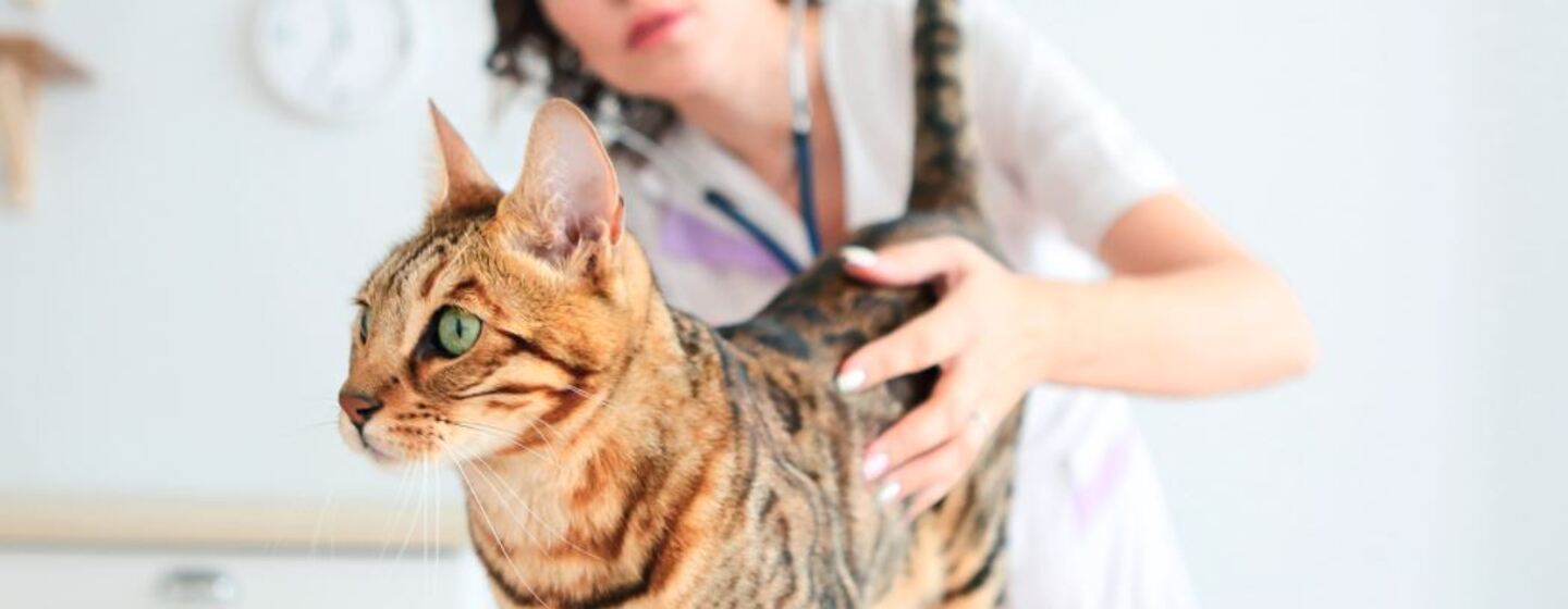 cuanto cuesta esterilizar una gata