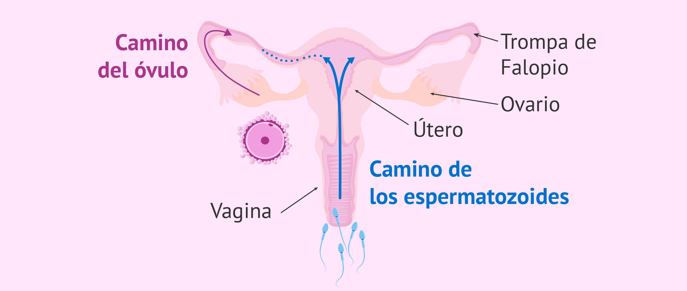 cuanto cuesta la fenazopiridina
