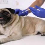 cuanto-cuesta-la-vacuna-antirrabica