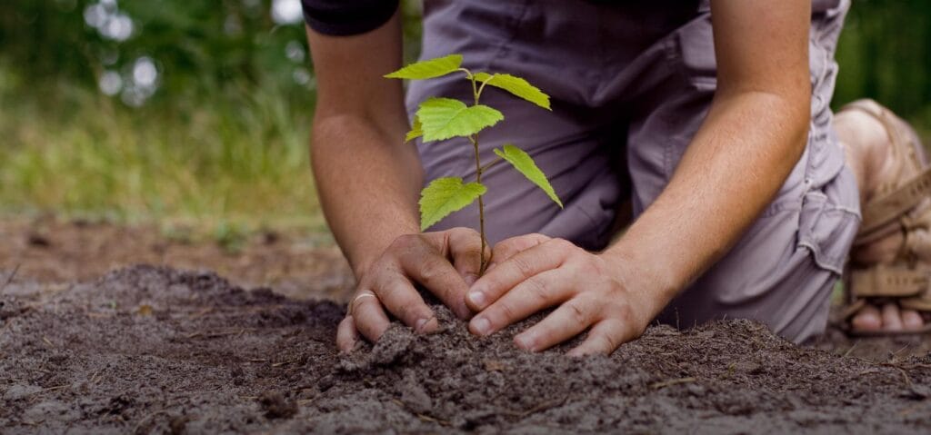 ¿Cuánto cuesta plantar un árbol? 2 cuanto cuesta plantar un arbol