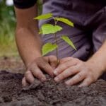 cuanto-cuesta-plantar-un-arbol
