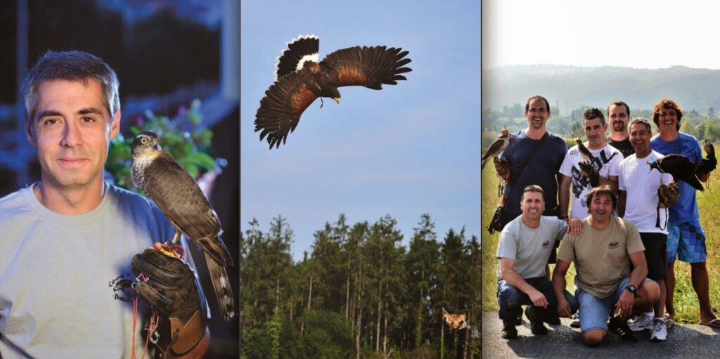 ¿Cuánto cuesta un águila real? 2 cuanto cuesta un aguila real