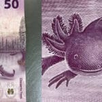 ¿Cuánto cuesta un ajolote legal? cuanto-cuesta-un-ajolote-legal