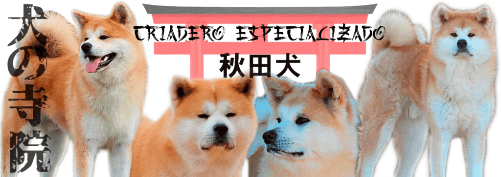 cuanto cuesta un akita