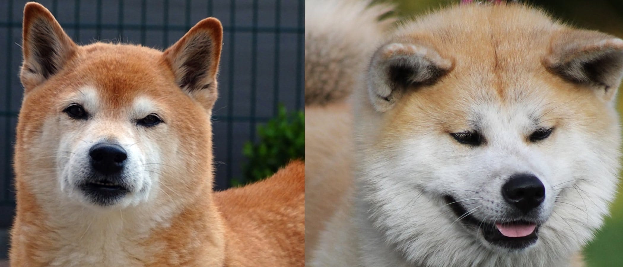 Blog 10 cuanto cuesta un akita americano