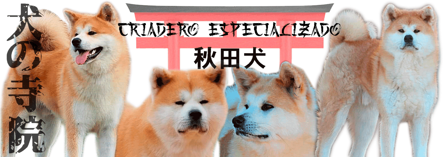 cuanto cuesta un akita