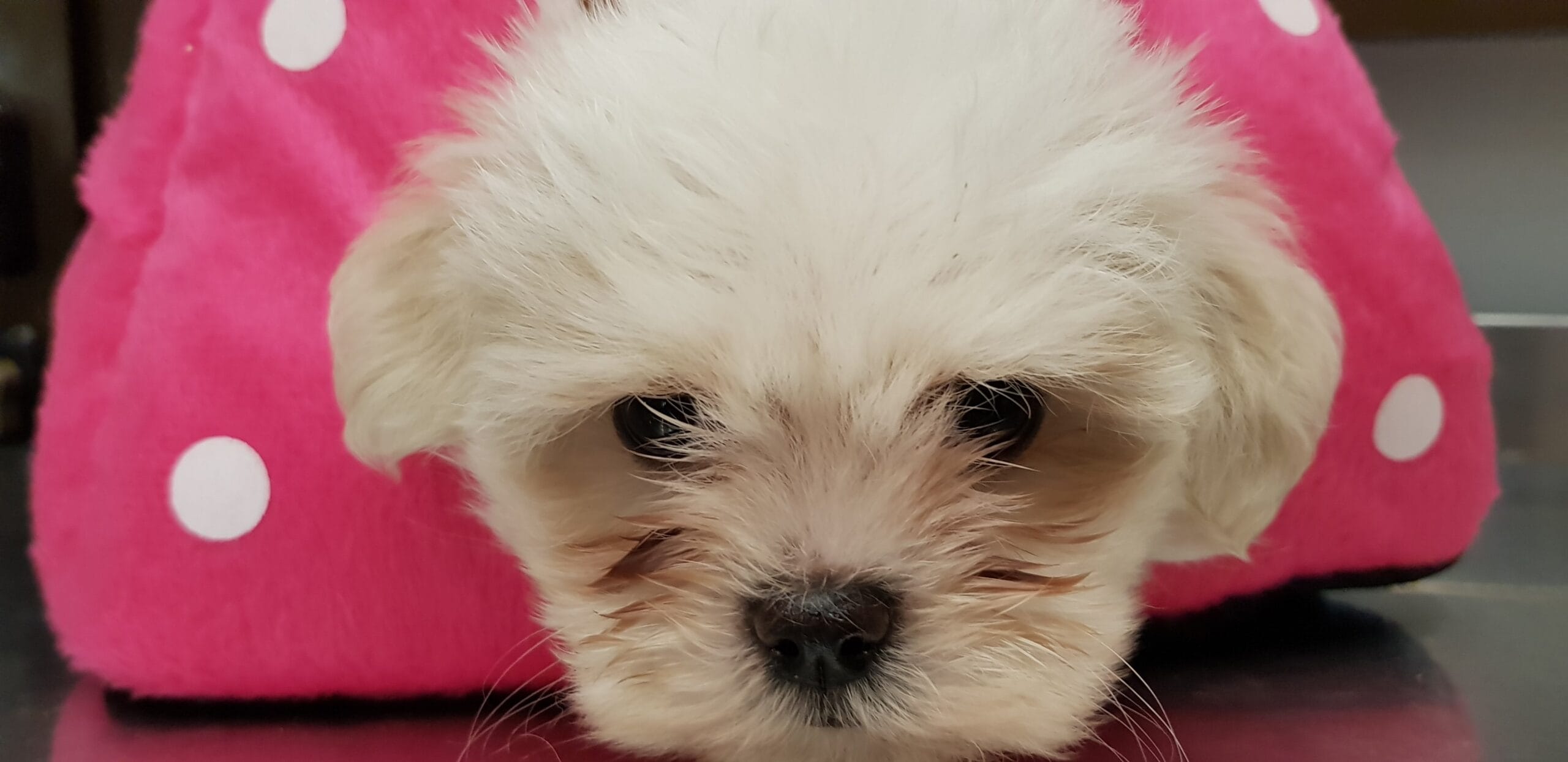cuanto cuesta un bichon maltes scaled