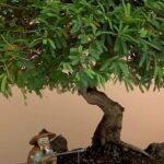 cuanto-cuesta-un-bonsai
