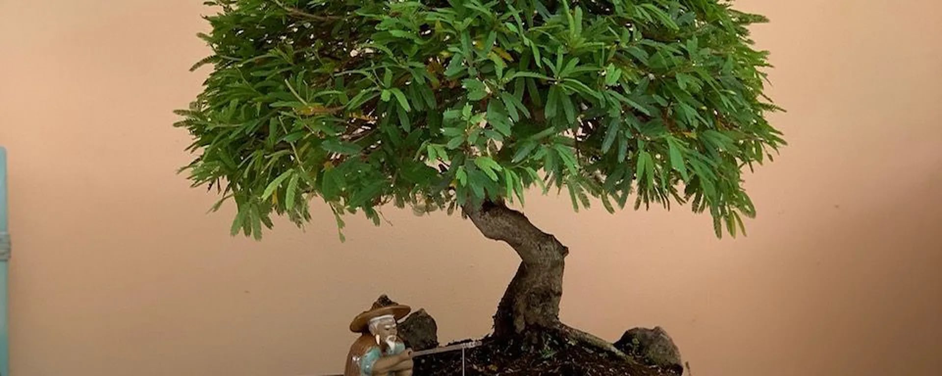 Blog 12 cuanto cuesta un bonsai