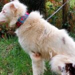 cuanto-cuesta-un-border-collie