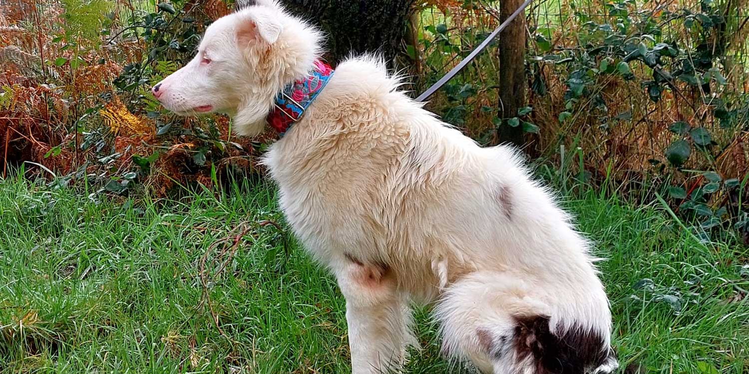 cuanto cuesta un border collie