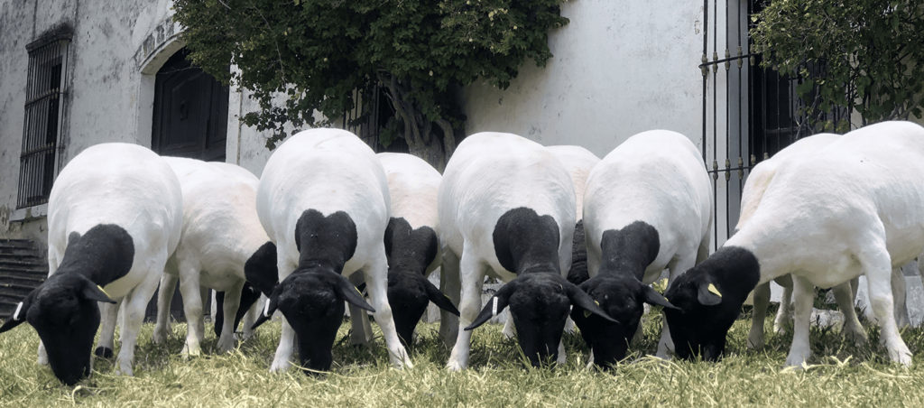 cuanto cuesta un borrego