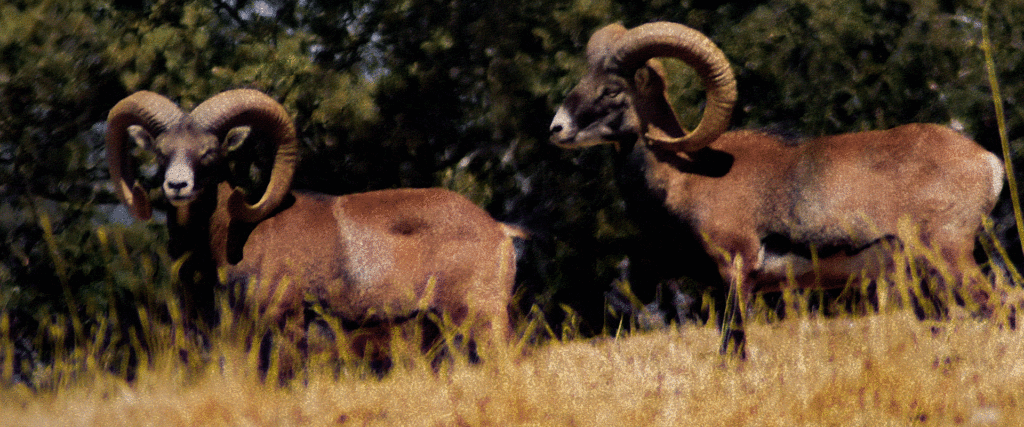 cuanto cuesta un borrego cimarron