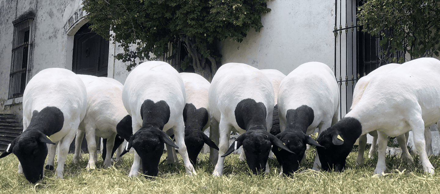 Blog 6 cuanto cuesta un borrego