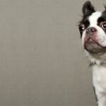 cuanto-cuesta-un-boston-terrier