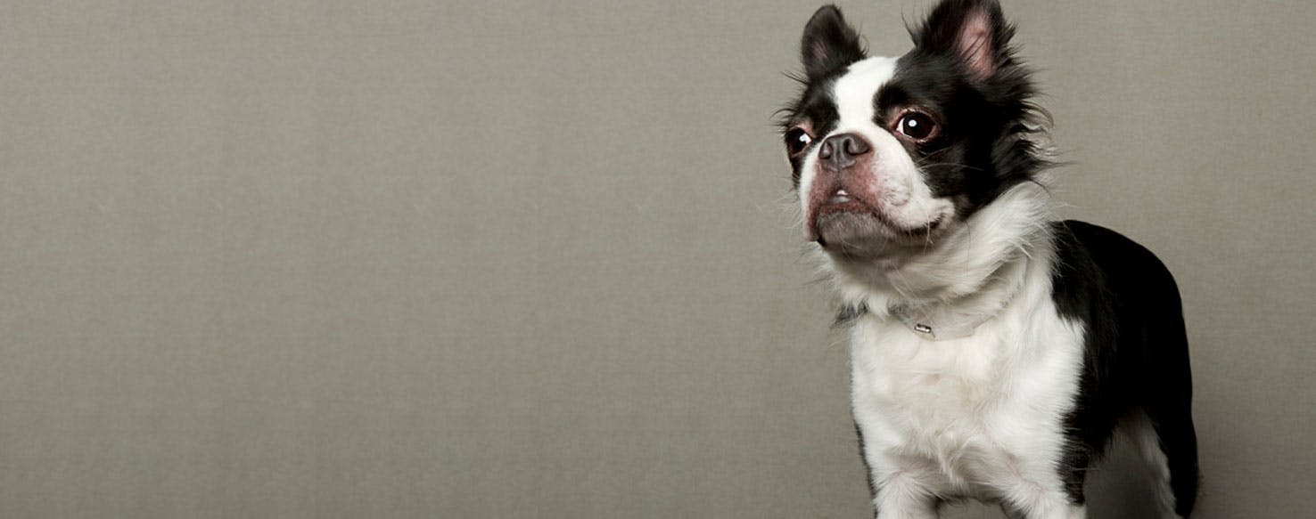 Cuánto cuesta un boston terrier?】