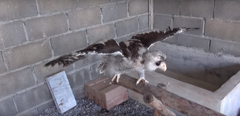 cuanto cuesta un buho bebe