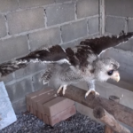 ¿Cuánto cuesta un búho bebé? cuanto-cuesta-un-buho-bebe