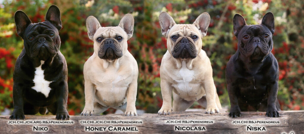 ¿Cuánto cuesta un bulldog? 2 cuanto cuesta un bulldog