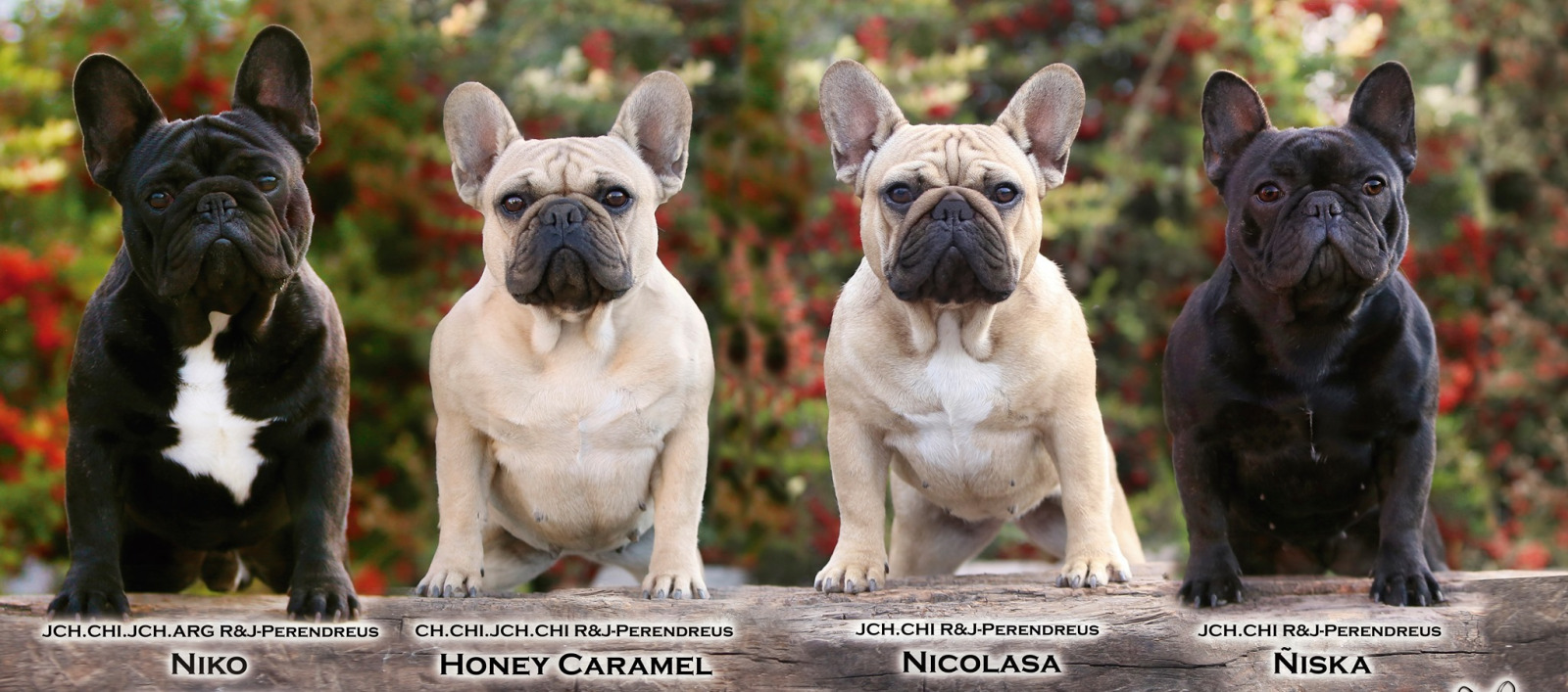 cuanto cuesta un bulldog frances