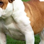 cuanto-cuesta-un-bulldog-ingles