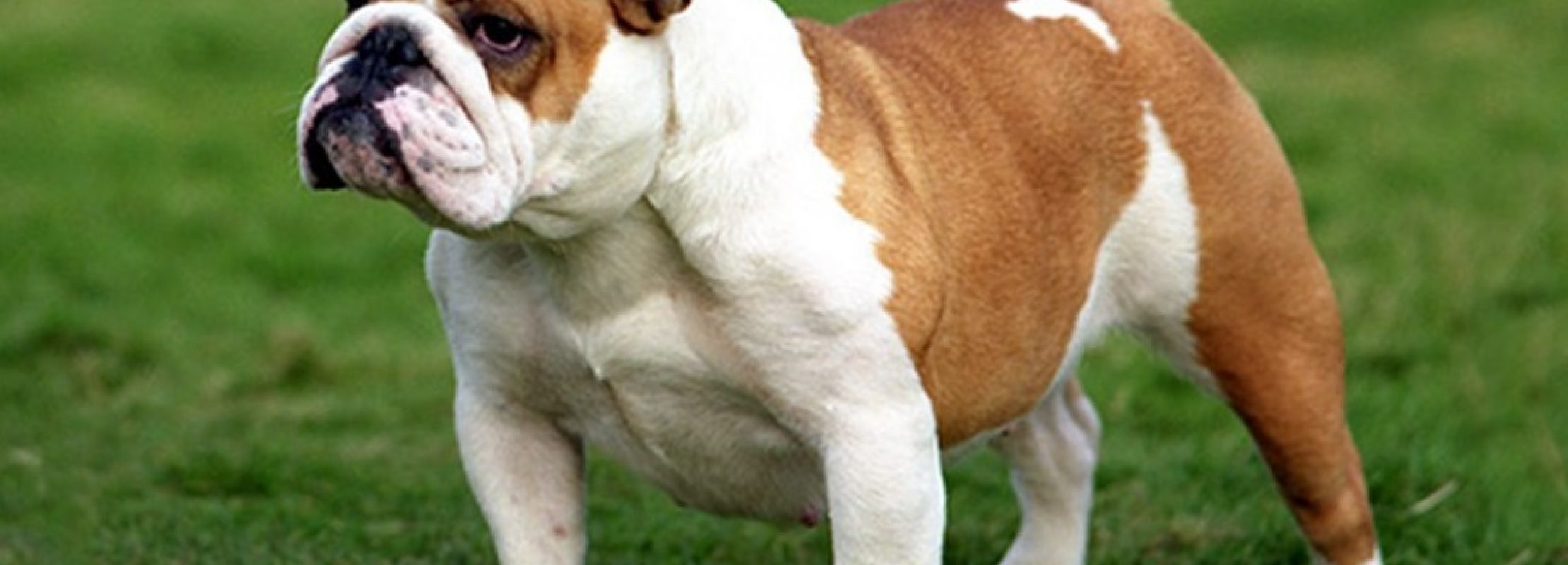 cuanto cuesta un bulldog ingles