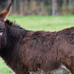 ¿Cuánto cuesta un burro? cuanto-cuesta-un-burro
