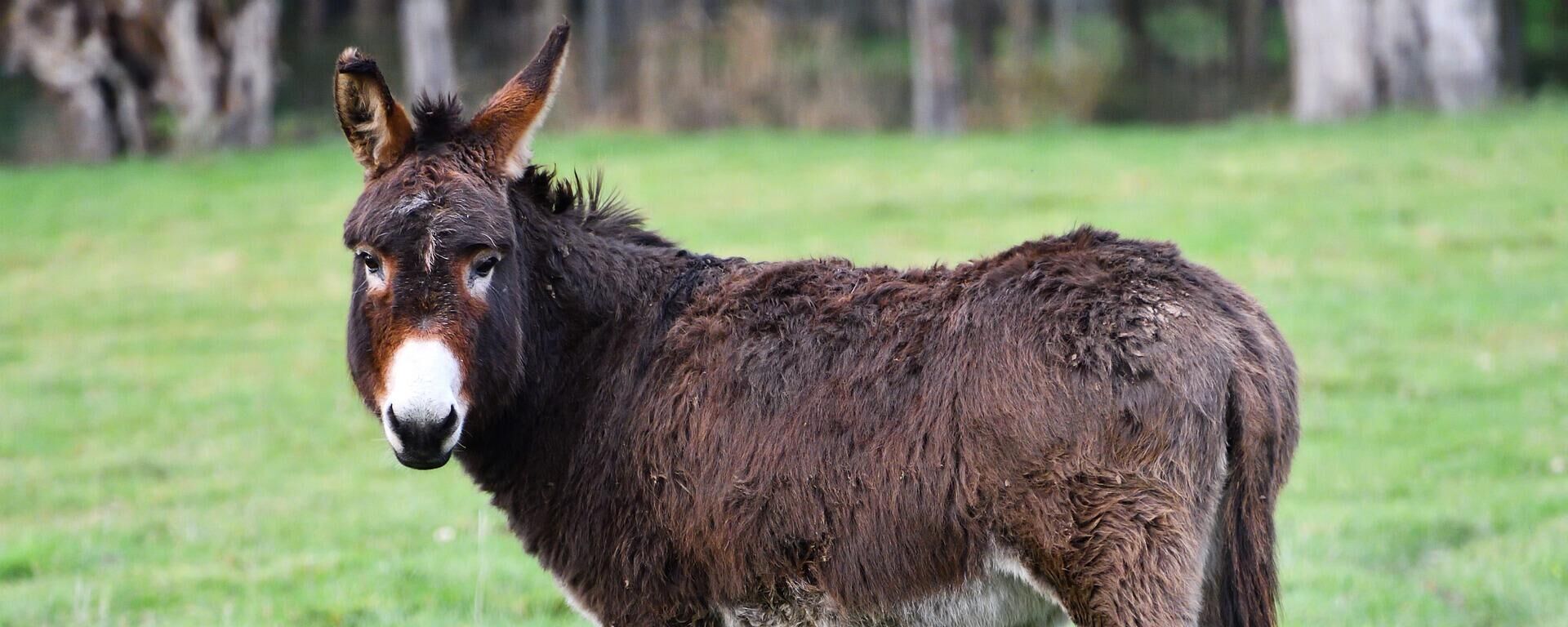 Blog 12 cuanto cuesta un burro