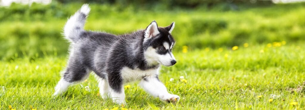 ¿Cuánto cuesta un cachorro husky? 2 cuanto cuesta un cachorro husky