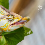 cuanto-cuesta-un-camaleon