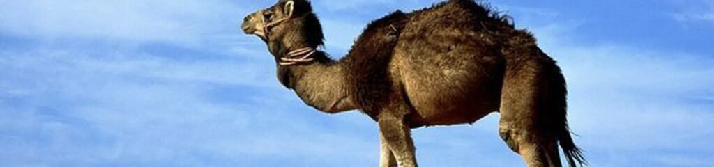 cuanto cuesta un camello