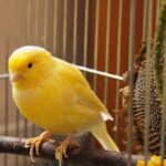 cuanto-cuesta-un-canario