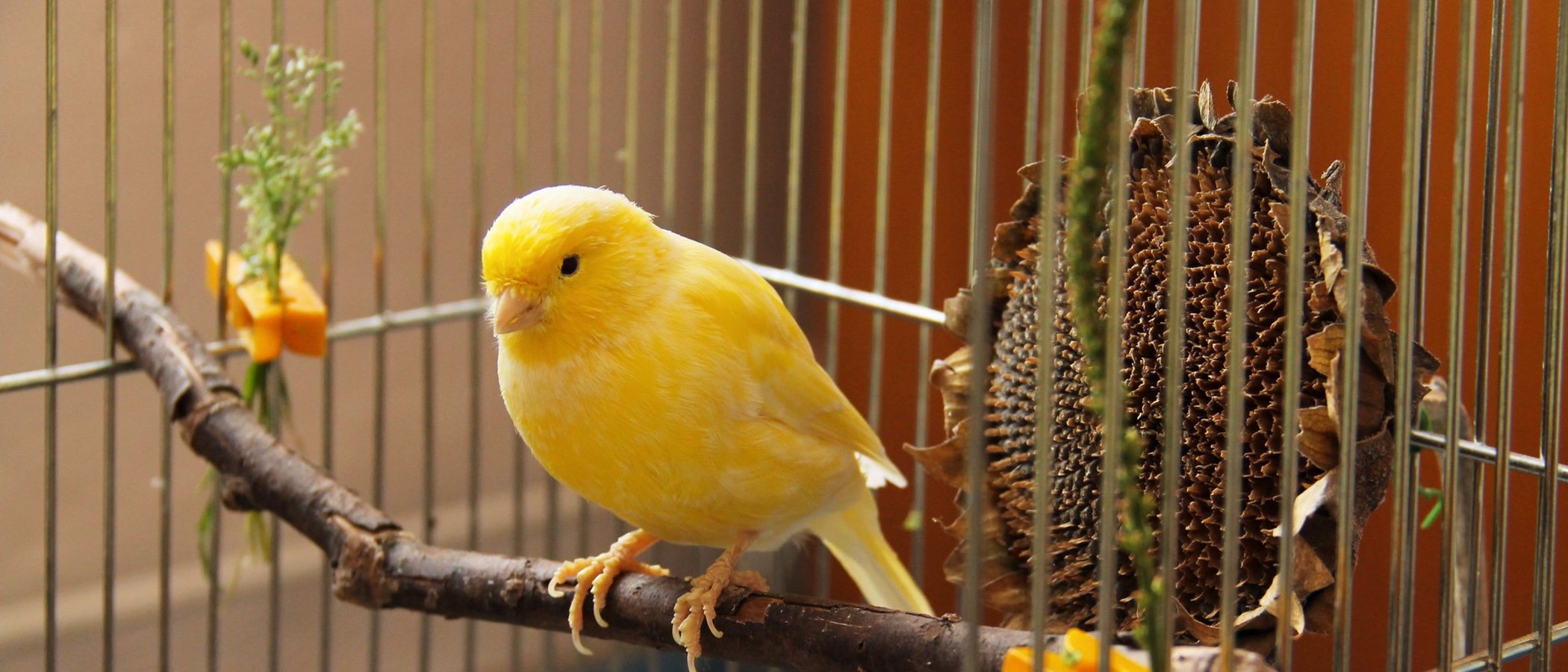 Blog 8 cuanto cuesta un canario