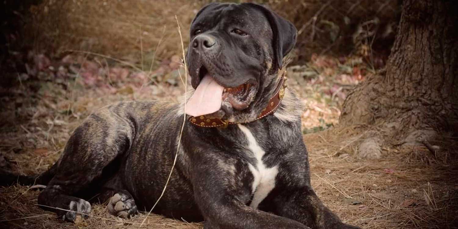 cuanto cuesta un cane corso
