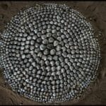 cuanto-cuesta-un-cangrejo-ermitano