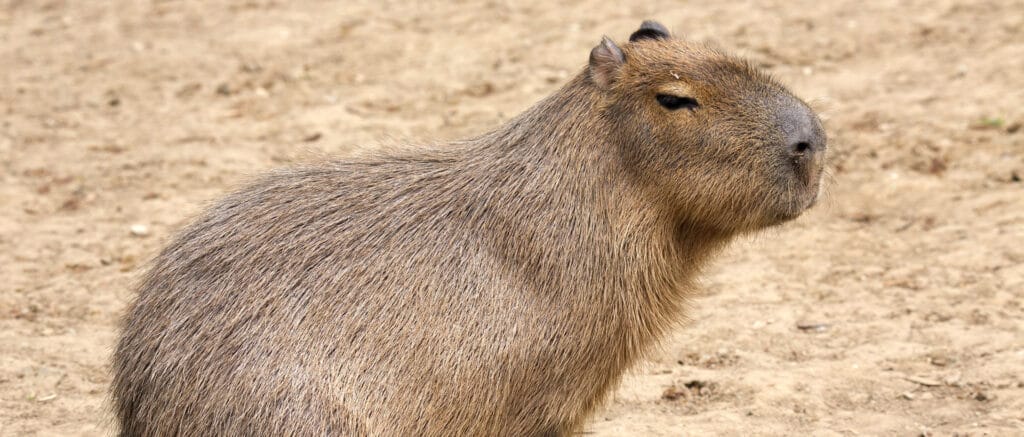 cuanto cuesta un capibara
