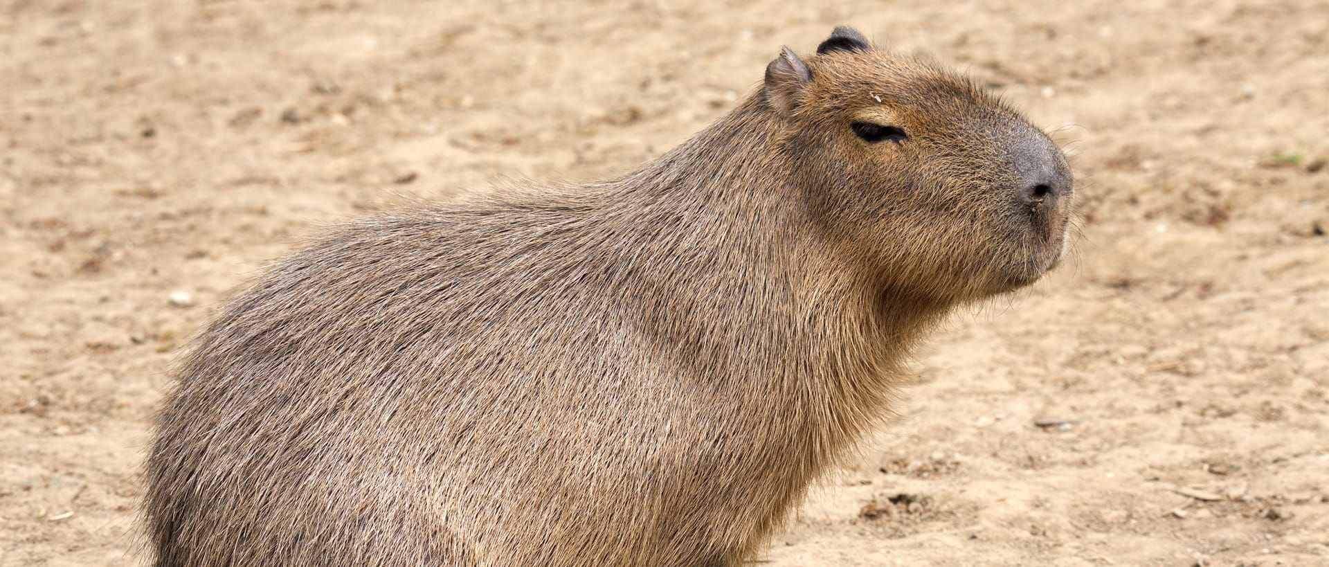 cuanto cuesta un capibara