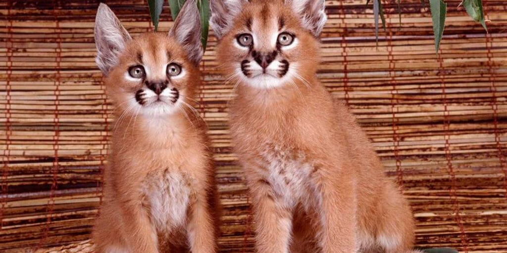 cuanto cuesta un caracal