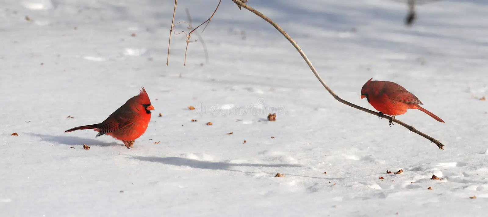 Blog 6 cuanto cuesta un cardenal rojo