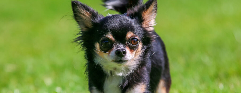cuanto cuesta un chihuahua