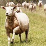 cuanto-cuesta-un-chivo-bebe