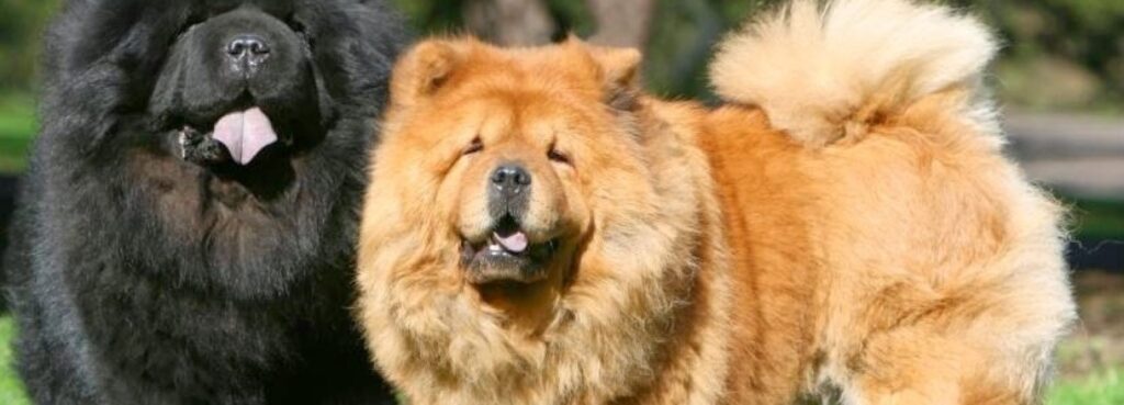 cuanto cuesta un chow chow