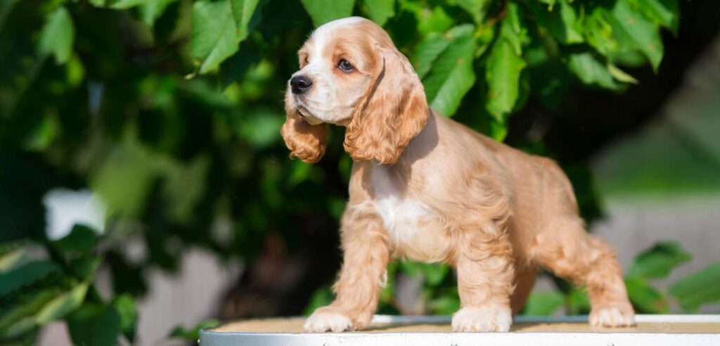 cuanto cuesta un cocker spaniel