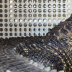 cuanto-cuesta-un-cocodrilo