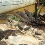 cuanto-cuesta-un-cocodrilo
