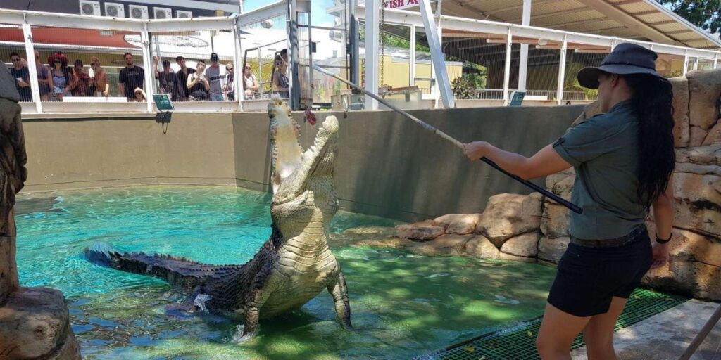 cuanto cuesta un cocodrilo bebe