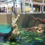 cuanto-cuesta-un-cocodrilo-bebe