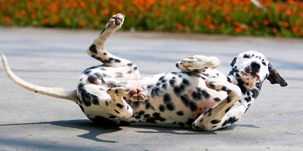 cuanto cuesta un dalmata